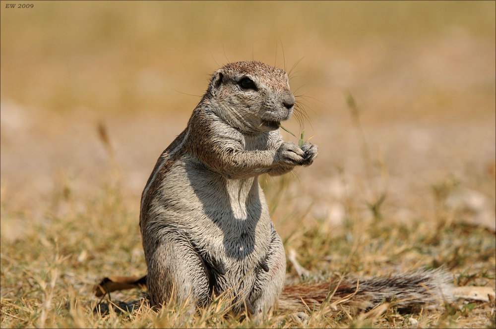 comp Namibia 09 18370