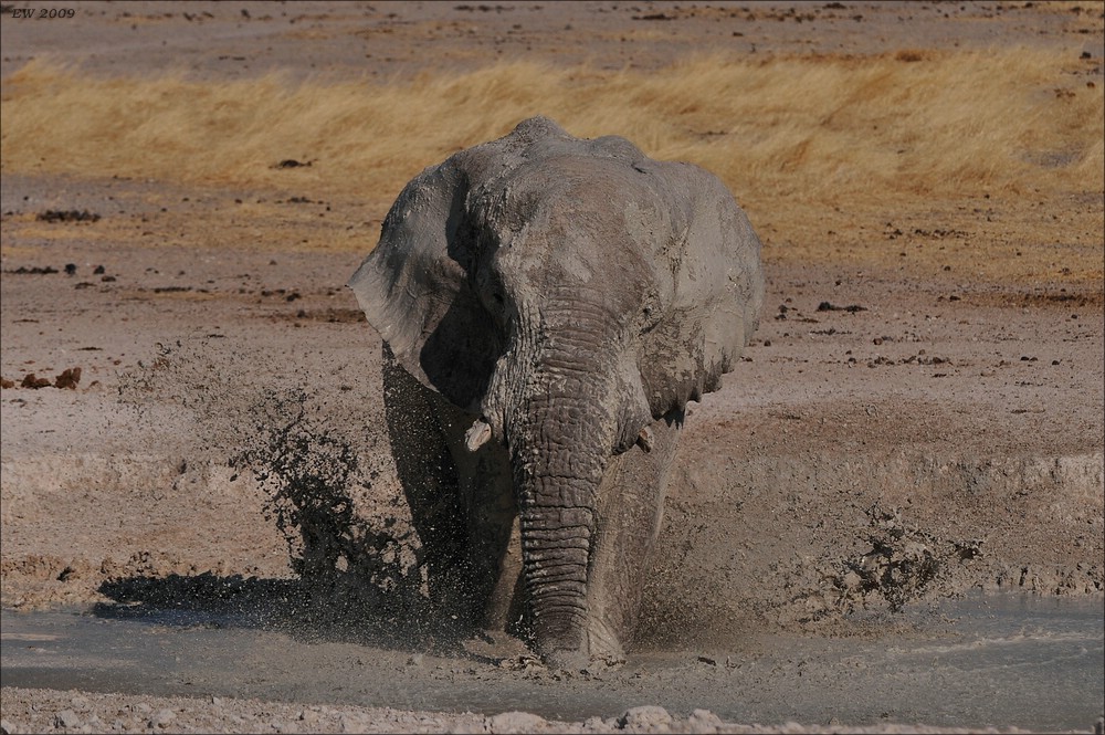 comp Namibia 09 19187