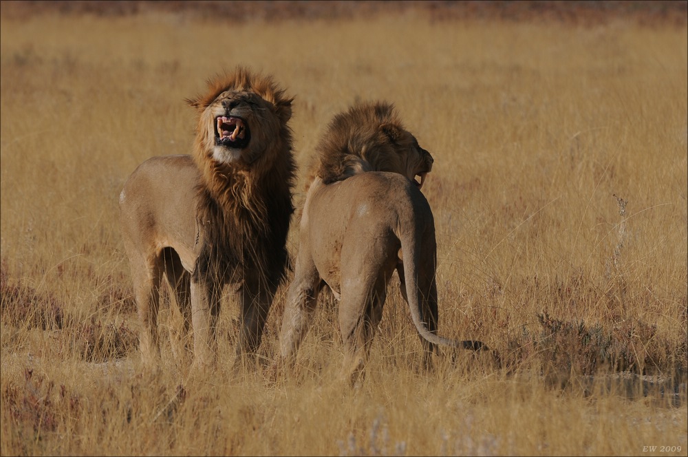 comp Namibia 09 19605