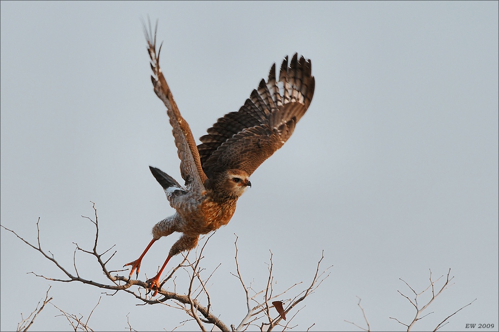 comp Namibia 09 20488