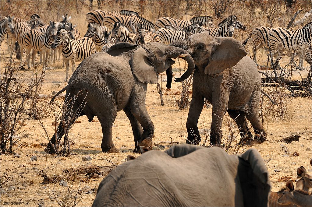 comp Namibia 09 21331