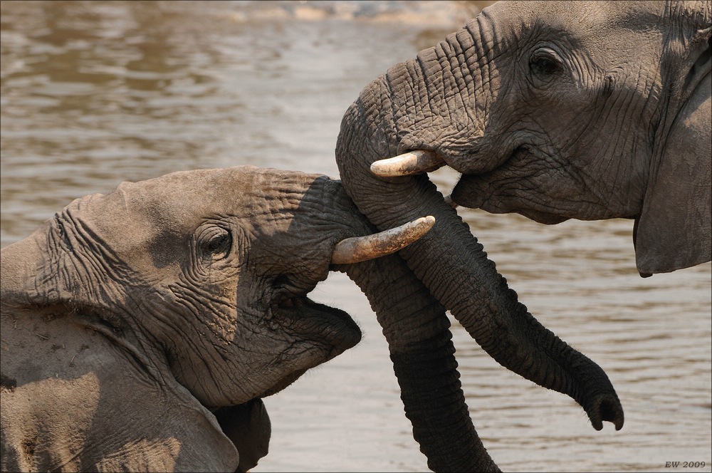 comp Namibia 09 21615