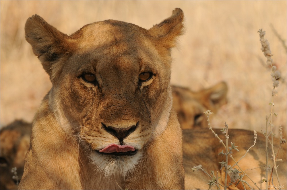 comp Namibia 09 23996