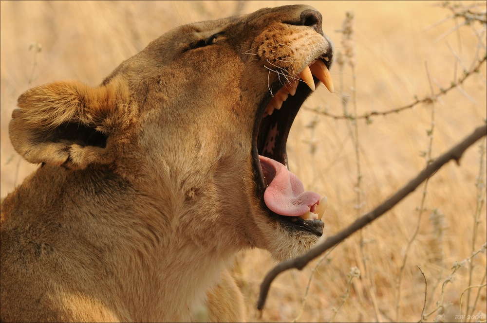 comp Namibia 09 25079