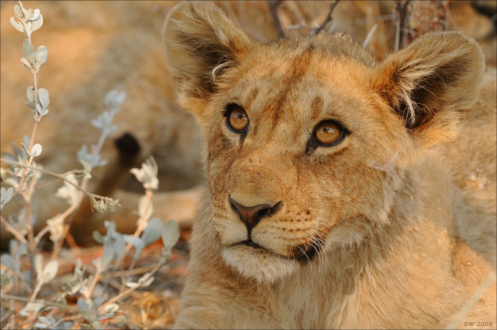 comp Namibia 09 26045