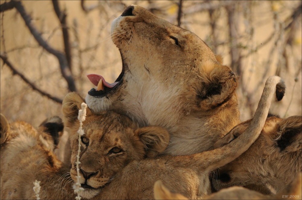 comp Namibia 09 26224