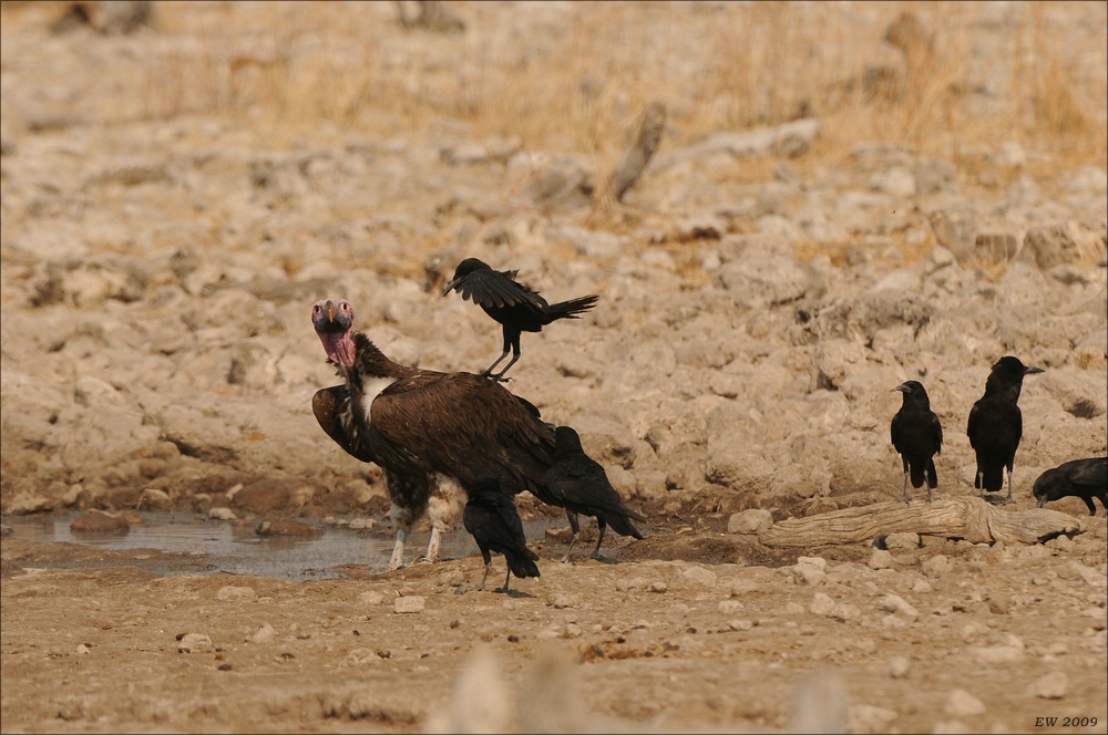 comp Namibia 09 26335