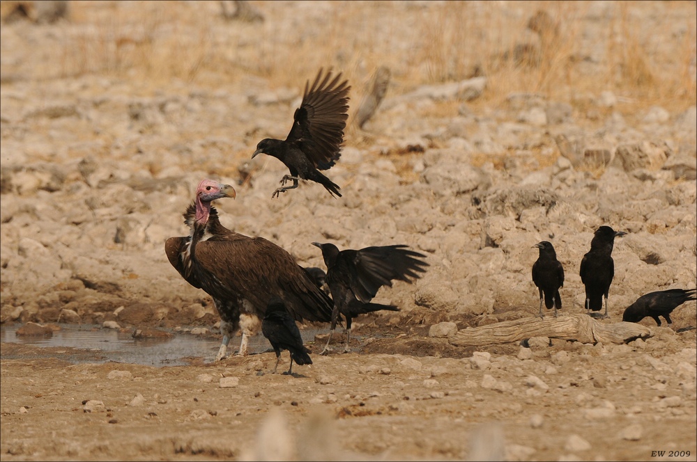 comp Namibia 09 26336