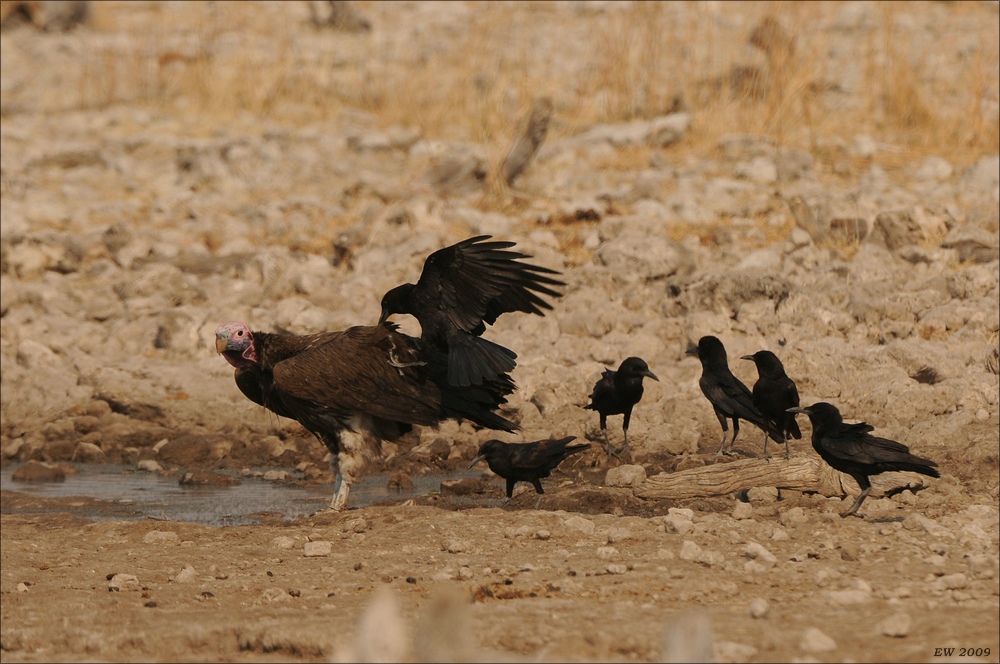 comp Namibia 09 26345