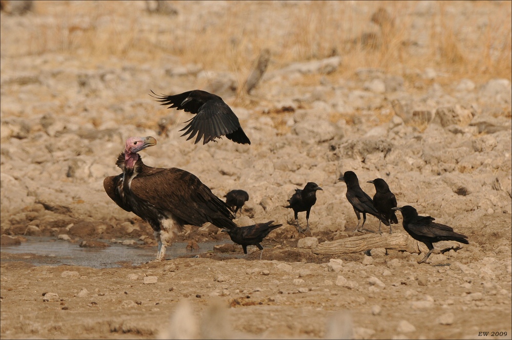 comp Namibia 09 26346