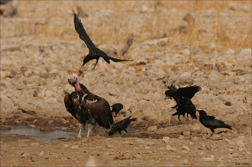 comp Namibia 09 26352