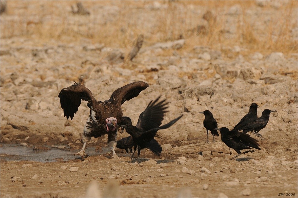 comp Namibia 09 26362