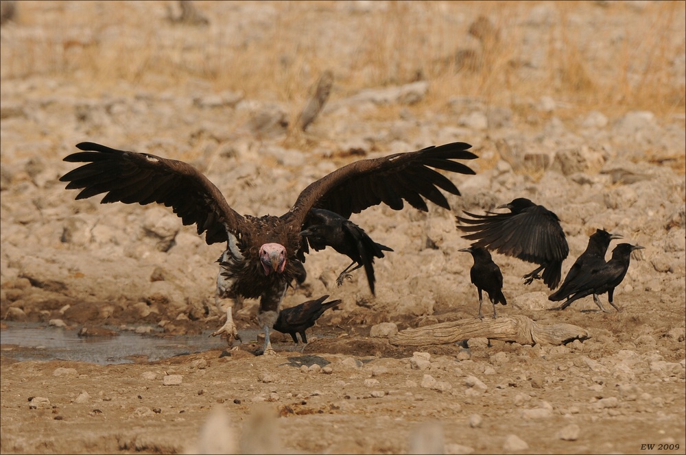 comp Namibia 09 26363