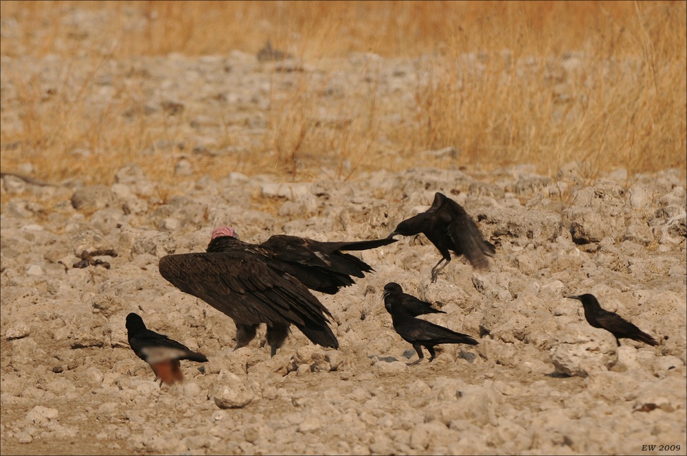 comp Namibia 09 26458