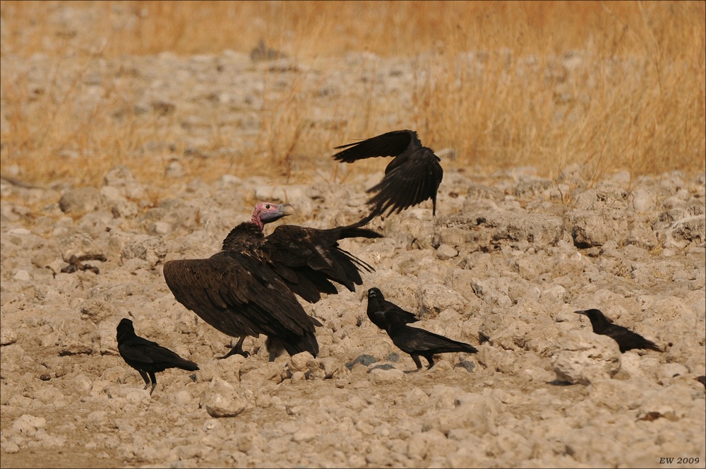 comp Namibia 09 26460