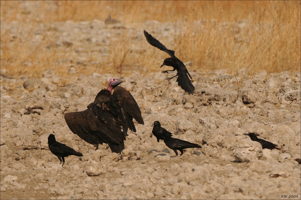 comp Namibia 09 26461