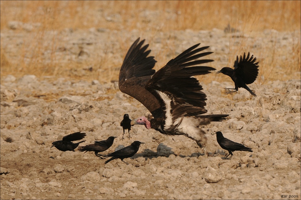 comp Namibia 09 26502