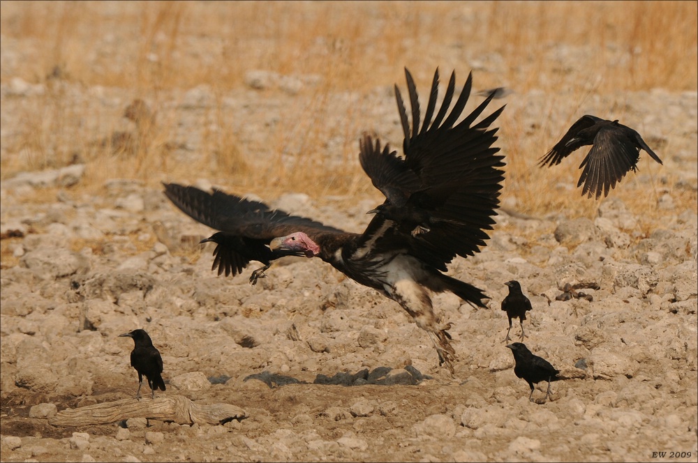 comp Namibia 09 26505