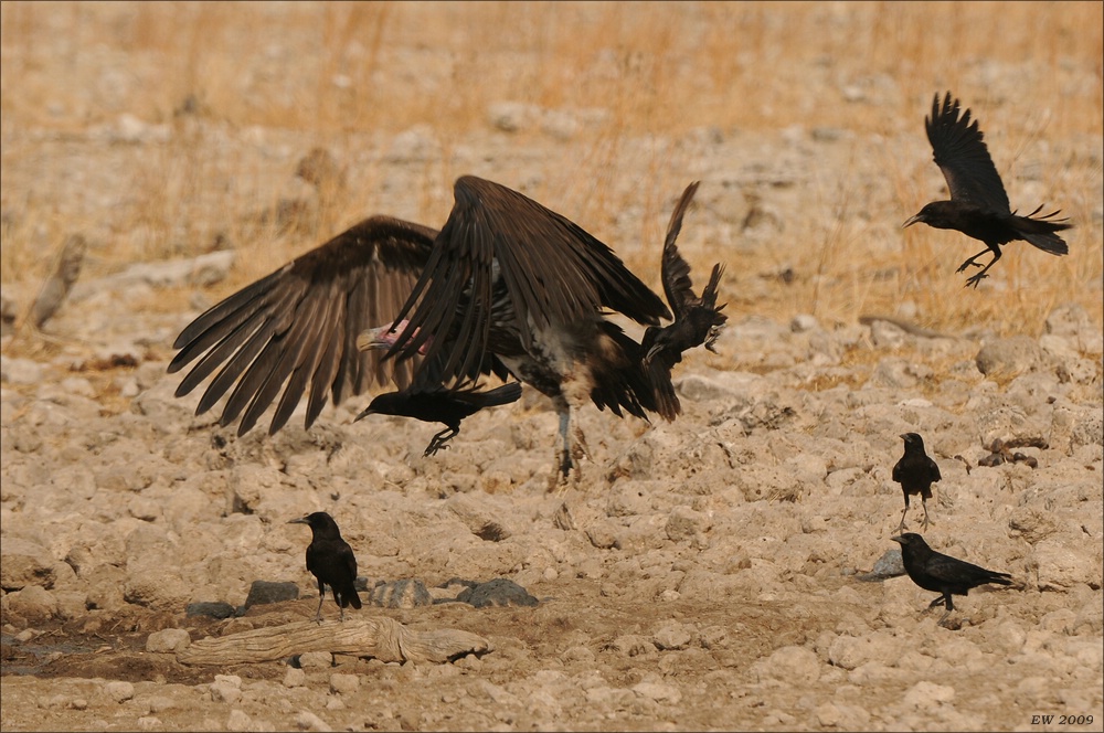 comp Namibia 09 26506