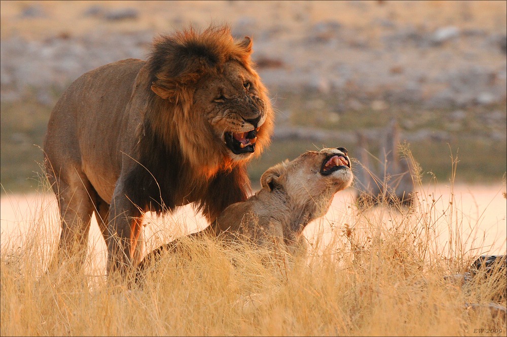 comp Namibia 09 27678