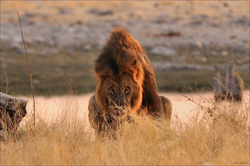 comp Namibia 09 27718