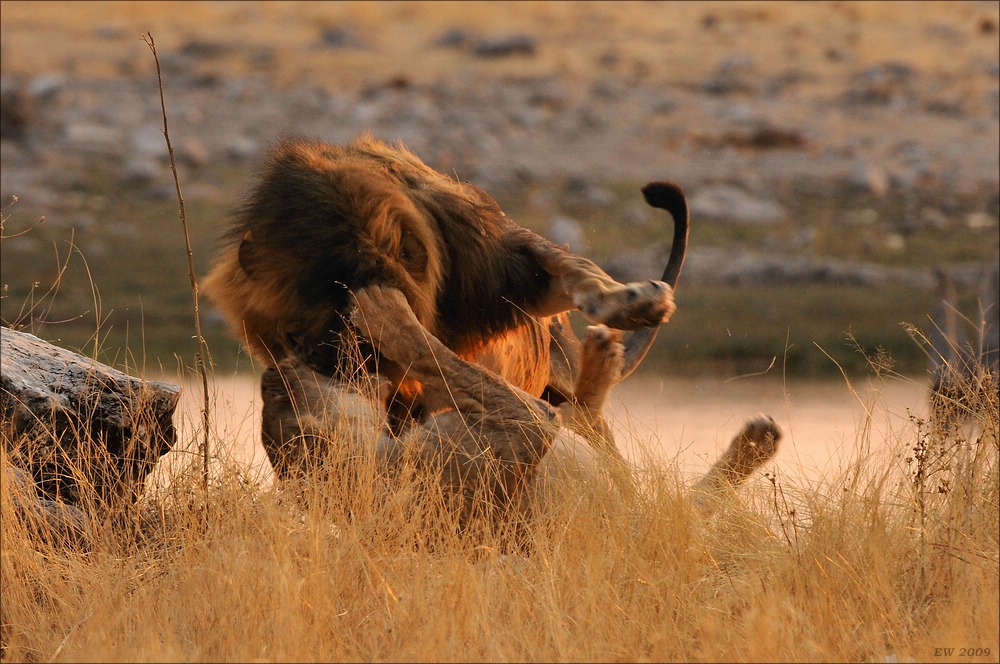 comp Namibia 09 27834