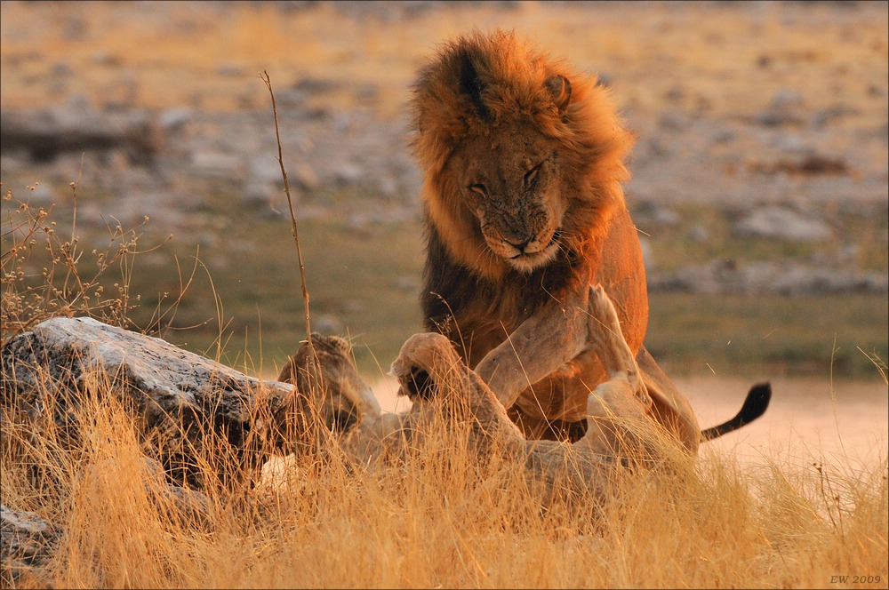 comp Namibia 09 27836a