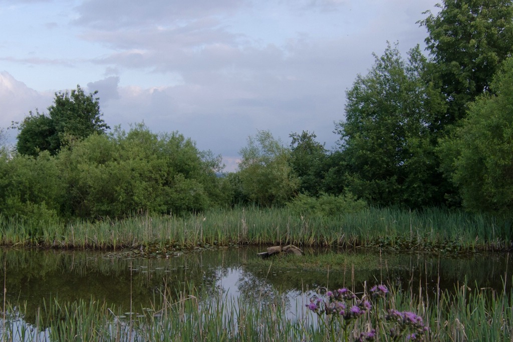 comp Natur 2013 001