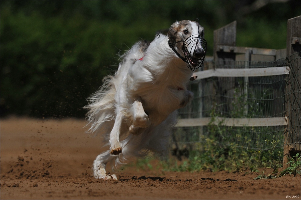 comp NWR Juli 09 0315
