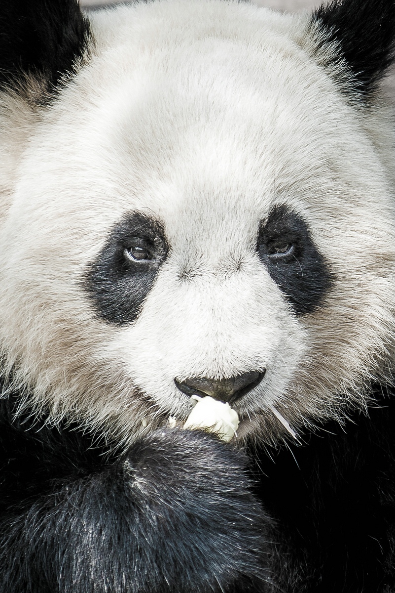 comp Panda (39 von 1)
