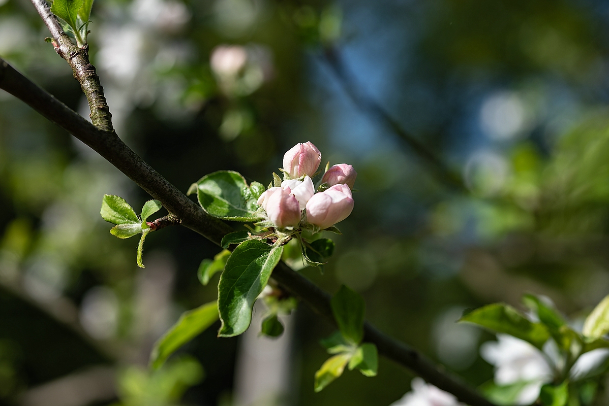 comp PIC02 21.04.2018
