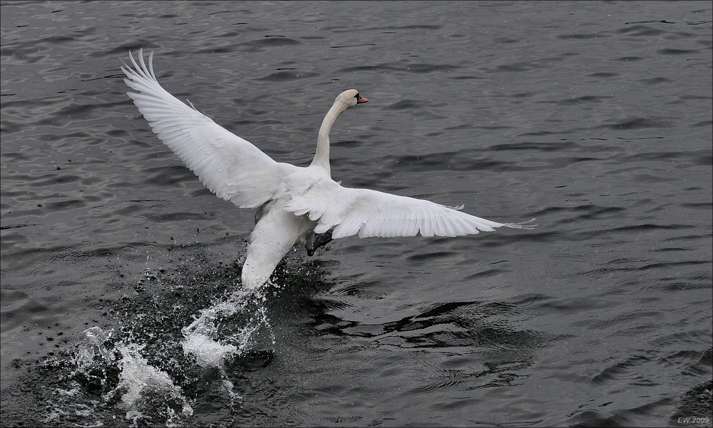 comp Prag 2009 1715