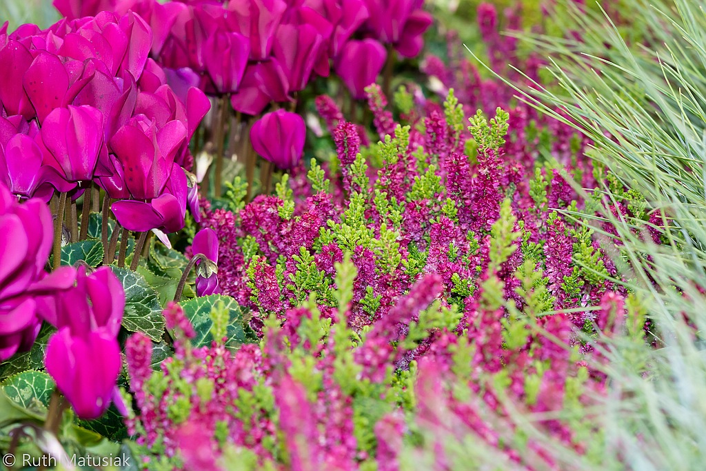 comp RM7 0867 2
