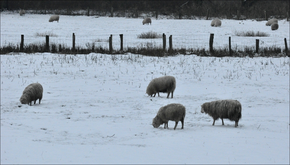 comp Schafe im Winter in Trittau