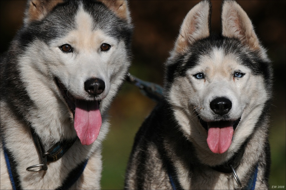 comp Schlittenhund 0311