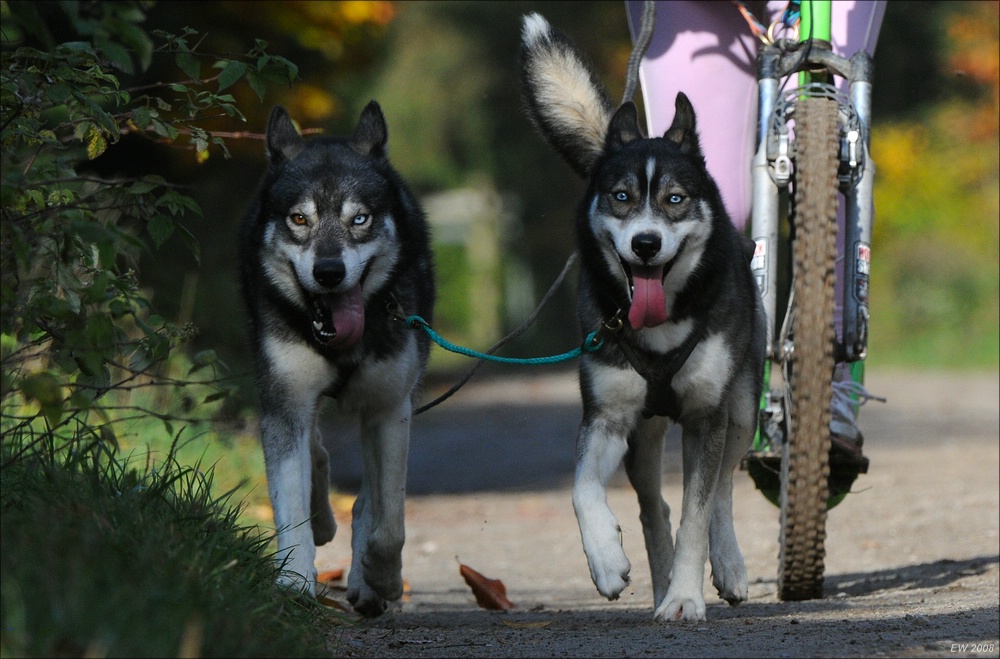 comp Schlittenhund 0536