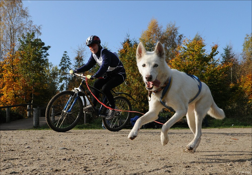 comp Schlittenhund 0756