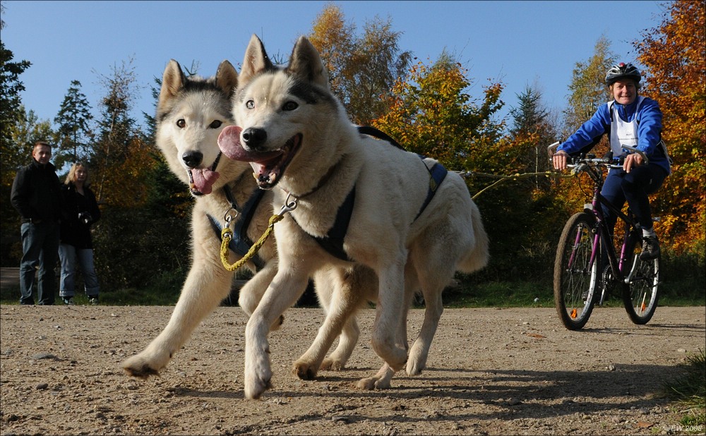 comp Schlittenhund 0778