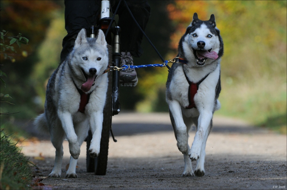 comp Schlittenhund 0875