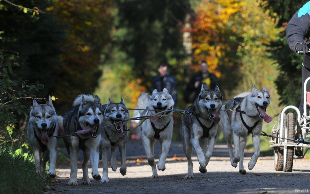 comp Schlittenhund 1172