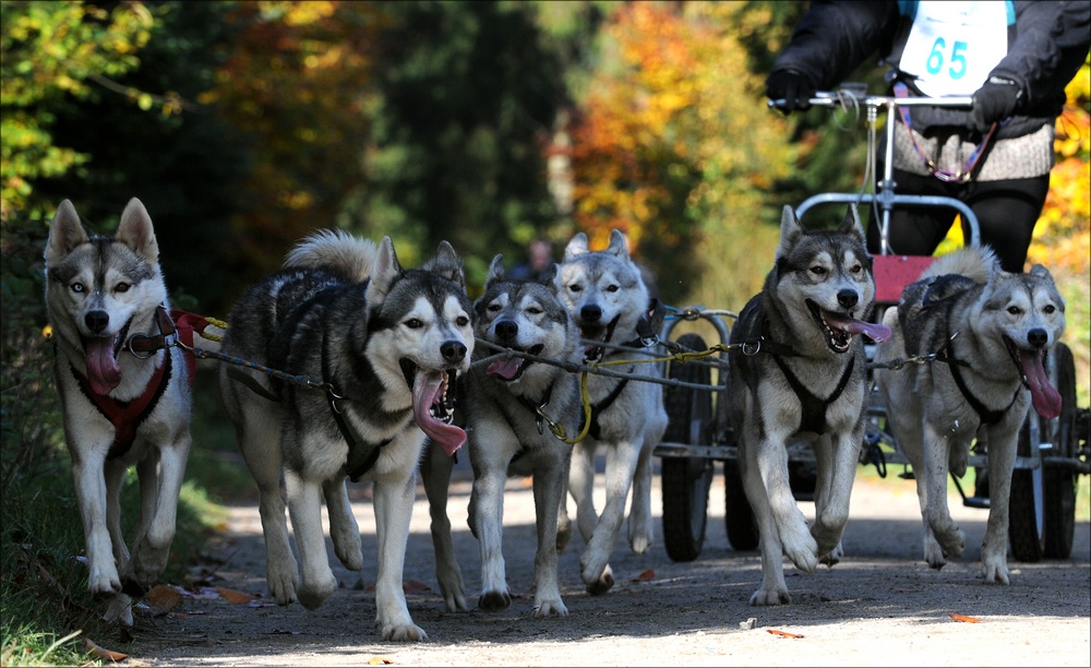 comp Schlittenhund 1184