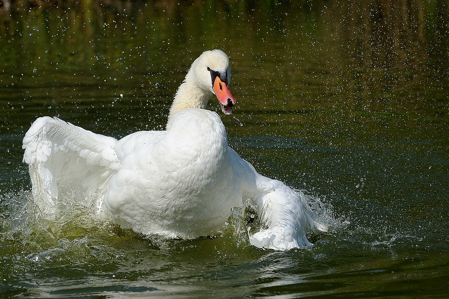 comp Schwan 2neu