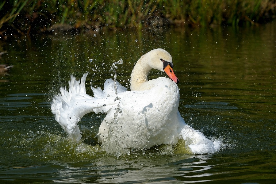 comp Schwan 3neu
