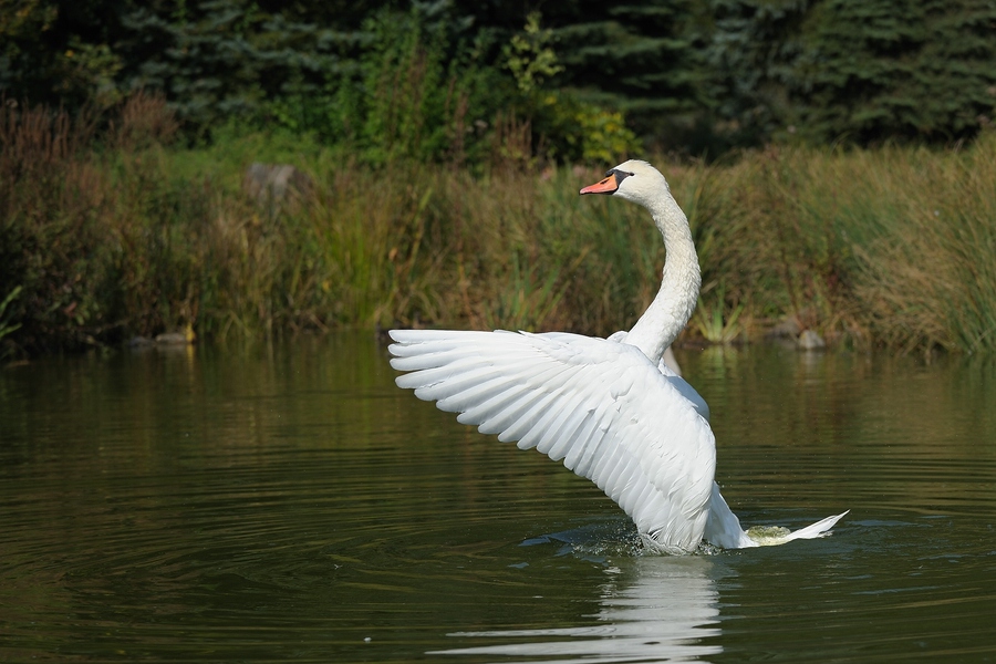 comp Schwan 5neu