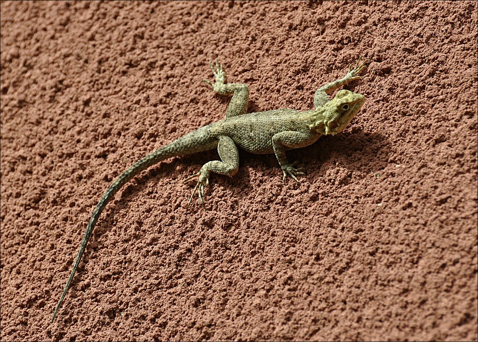 comp Senegal 1 095b