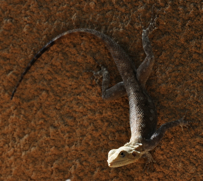 comp Senegal 3 090b