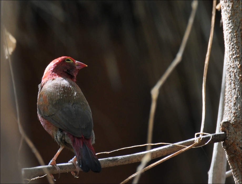 comp Senegal 3 095b