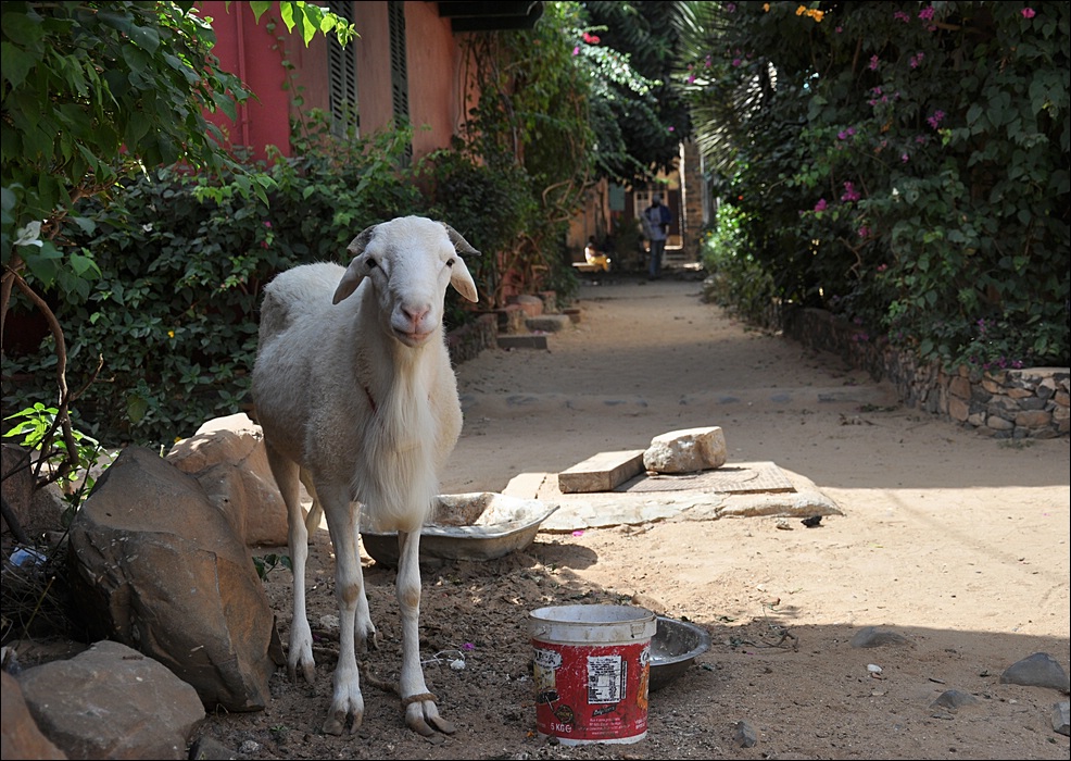 comp Senegal 3 247b