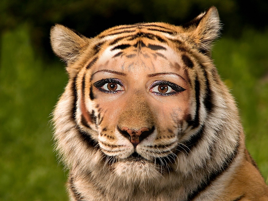 comp tiger lady