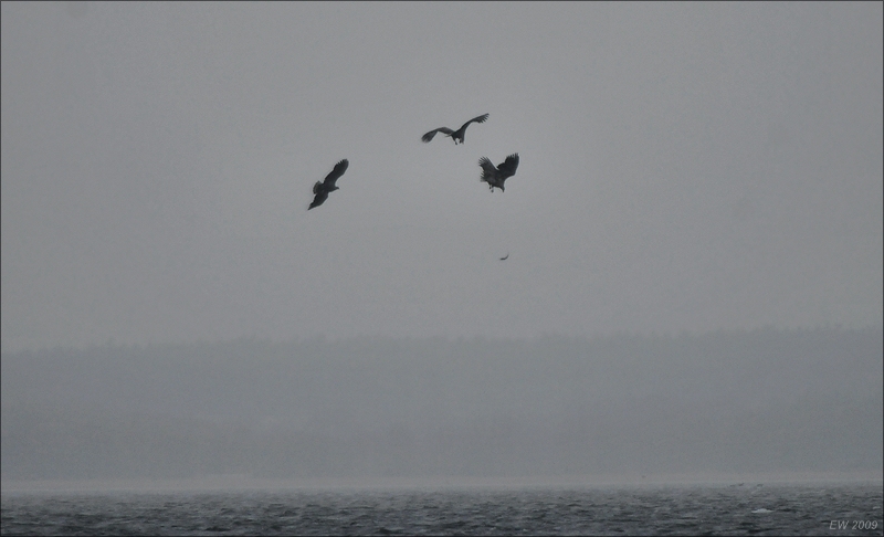 comp Usedom März 2009 0038